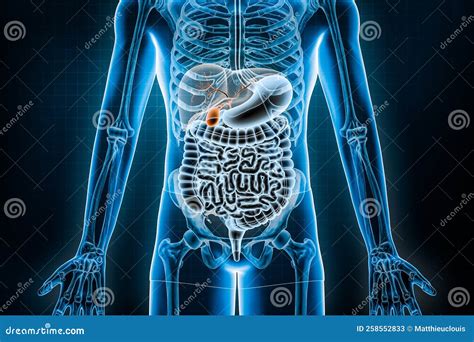 Organi del sistema digestivo e biliare