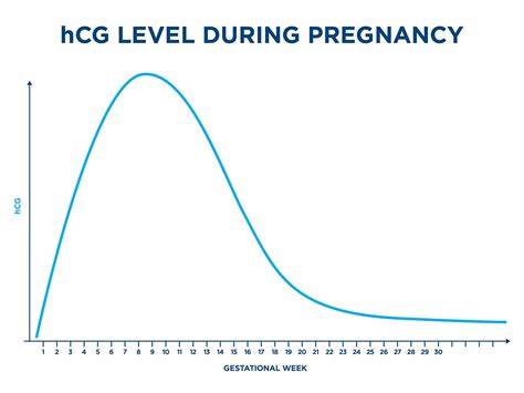 Graph of hCG levels during early pregnancy