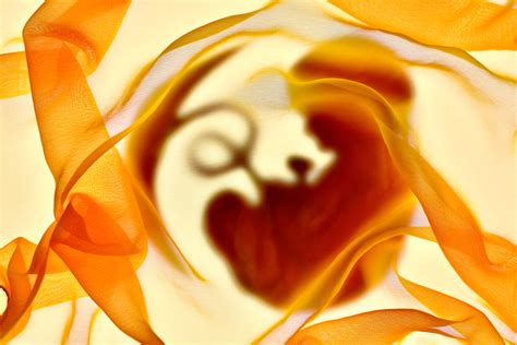 Feto protetto dalla placenta