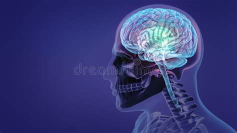 Illustrazione cervello e corpo connessi