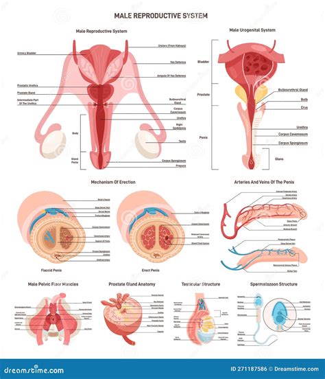 Diagramma dell'anatomia maschile riproduttiva