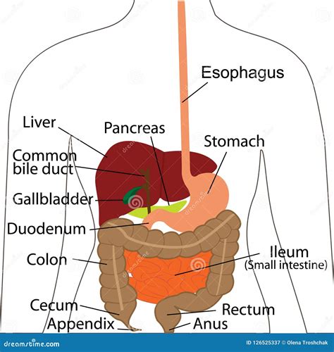 illustrazione schematica della pressione dell'utero sugli organi digestivi durante l'ultimo trimestre