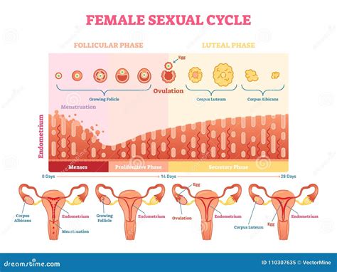 Illustrazione del ciclo riproduttivo femminile