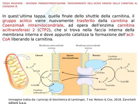 Infografica: Ruolo della L-Carnitina nel trasporto dei grassi per la produzione di energia