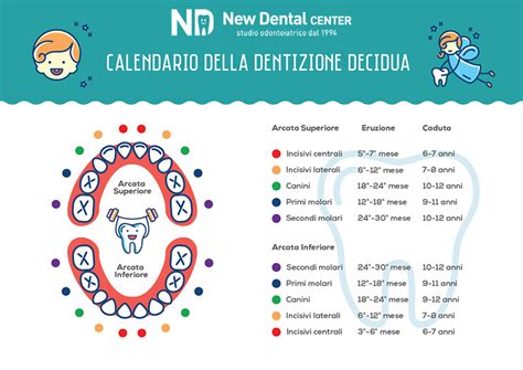 calendario della dentizione infantile