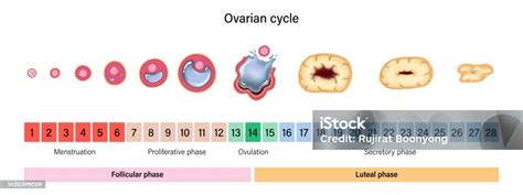 Diagramma del ciclo ovarico e dell'ovulazione