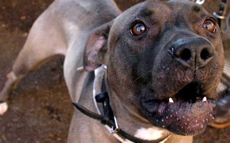 Bambino con ferite al volto e cane Pitbull