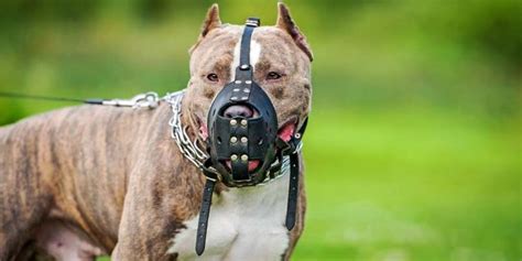 Cane con museruola e guinzaglio, sotto controllo del padrone