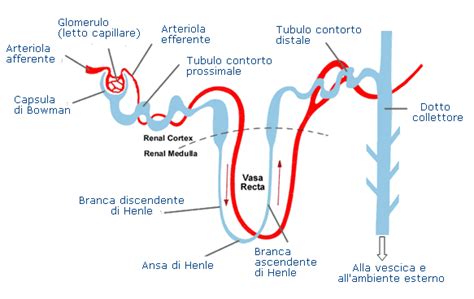 Illustrazione di zuccheri nel sangue e processo di eliminazione renale