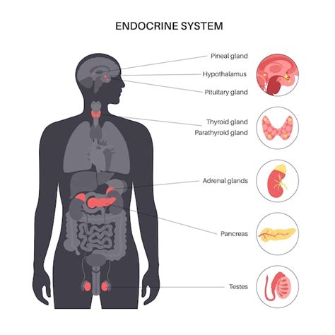 schema del sistema endocrino femminile in relazione ai cicli biologici
