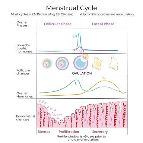 Graphic showing the menstrual cycle phases including follicular, ovulatory, and luteal phases