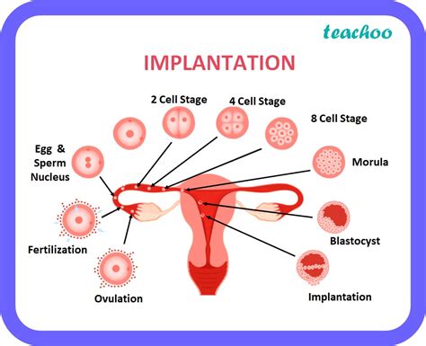 Diagram of fertilization, early cell division, and implantation in the uterus