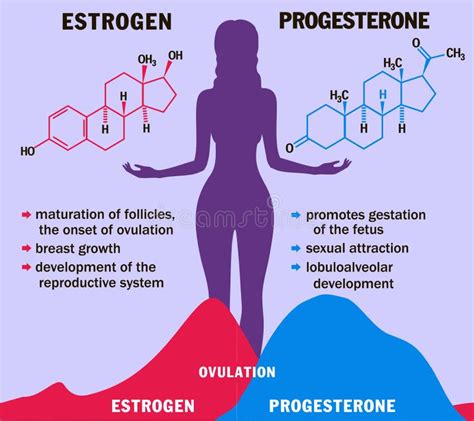 Infografica: Effetti del progesterone sul corpo femminile