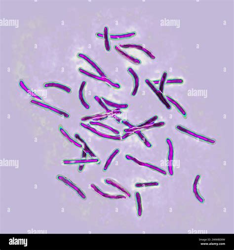 Illustrazione di un bacillo di Koch al microscopio