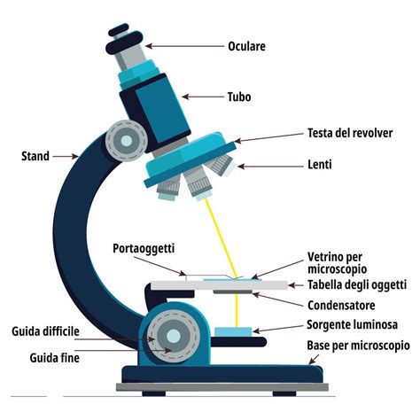 Microscopio che ingrandisce la struttura assorbente di un pannolino