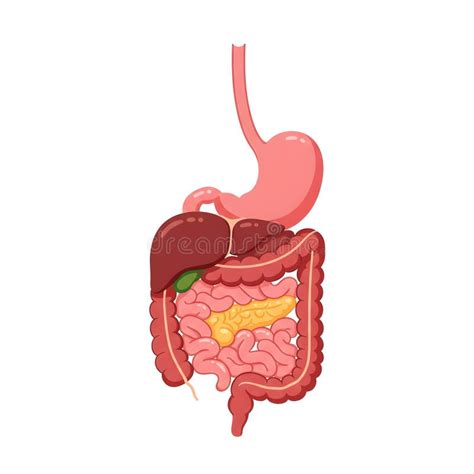 Diagramma anatomico dell'addome umano