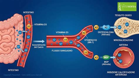 Schema che illustra l'azione della Vitamina D nell'assorbimento del Calcio