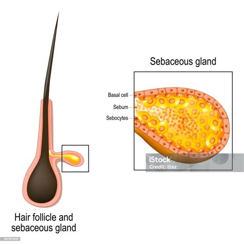 Rappresentazione schematica della ghiandola sebacea e del follicolo pilifero