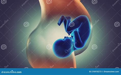 Illustrazione feto nell'utero materno
