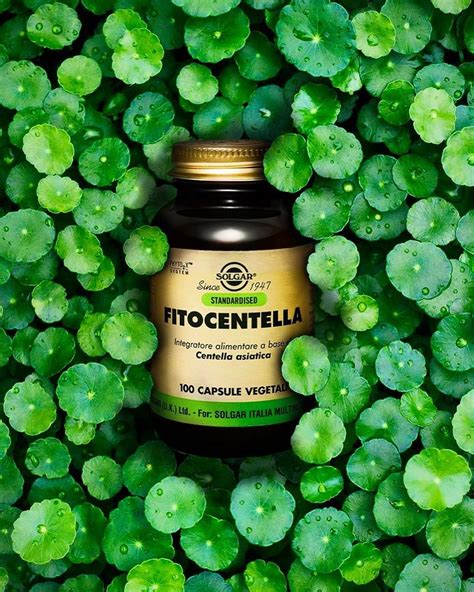 Piante medicinali per la cellulite: Centella Asiatica, Rusco e Betulla