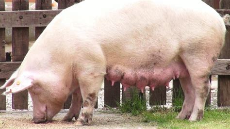 Immagine ravvicinata delle mammelle di una scrofa gravida, con potenziale fuoriuscita di latte.