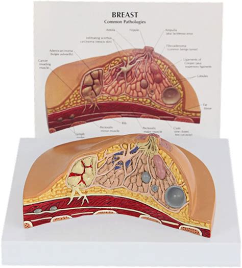 Anatomia del seno