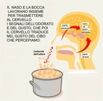 Olfatto e gusto in gravidanza