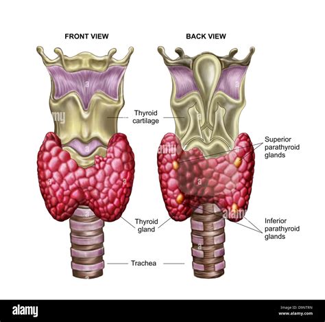 Anatomia della ghiandola tiroide e ipofisi