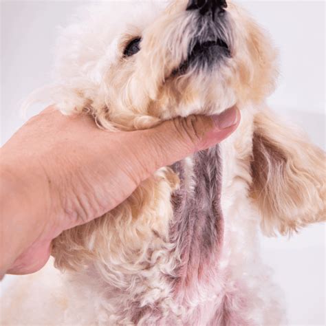 Dermatite da pannolino nel cane