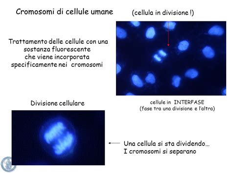 Cellule umane con cromosomi