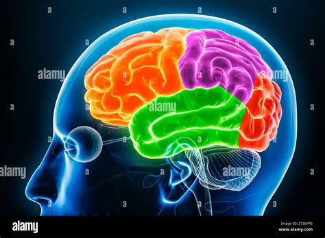 Illustrazione anatomica del seno con evidenziazione dei dotti lattiferi