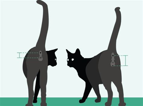 Gatto maschio e gatta femmina sterilizzati