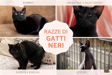 Un collage di immagini che rappresentano la diversità dei gatti, inclusi gatti neri e bianchi