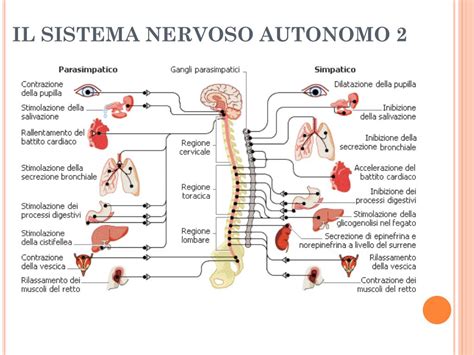 schema del sistema nervoso autonomo e interazione sociale
