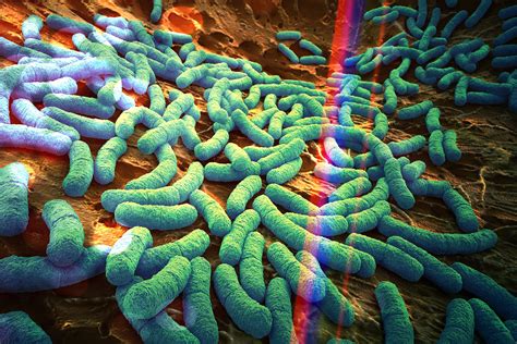 Infografica sul microbioma umano e i suoi vari distretti