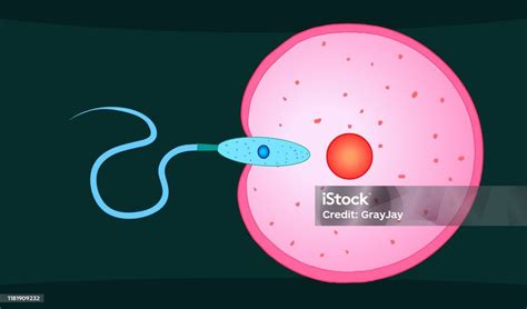 Illustrazione stilizzata di ovociti e spermatozoi