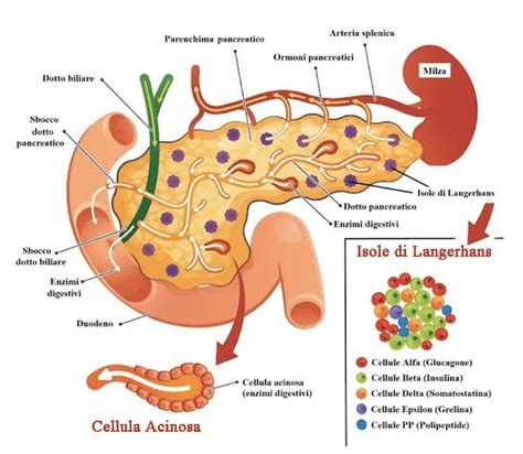 Schema del sistema endocrino che produce insulina