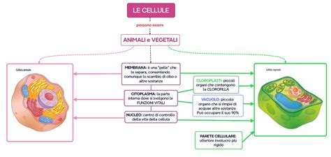 Schema che illustra le diverse funzioni del Myo-inositolo e del D-Chiro-inositolo nelle cellule e il loro ruolo nella PCOS.