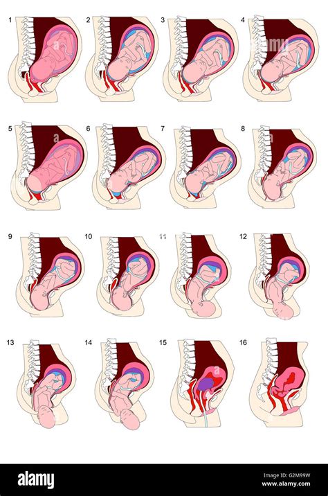 Diagramma che illustra le fasi del parto fisiologico