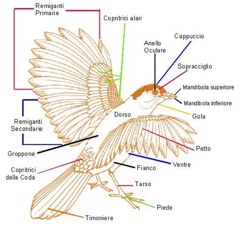 schema dell'apparato riproduttivo degli uccelli