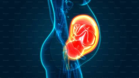 Illustrazione del feto nell'utero materno