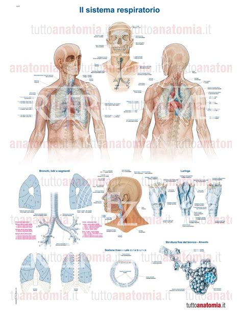 rappresentazione anatomica dell'apparato respiratorio umano