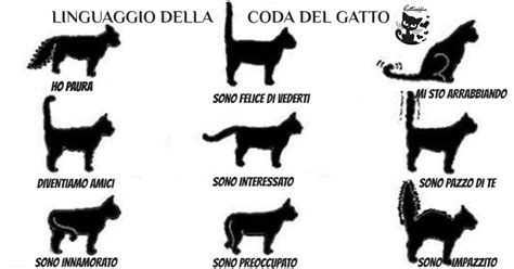 schema psicologico che illustra le diverse interpretazioni del gatto nei sogni