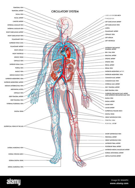 Diagramma del corpo femminile incinta che mostra i cambiamenti posturali
