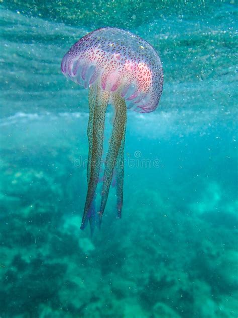 Medusa in acqua