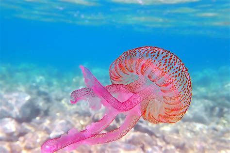 Meduse in mare