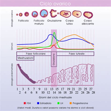 Grafico che illustra la finestra fertile e i giorni di picco dell'LH