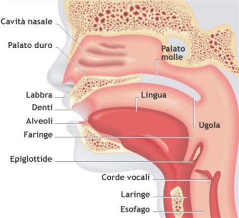 Diagramma della gola umana con evidenziata la patina difterica