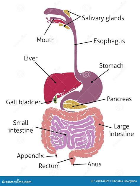 Diagramma dell'apparato gastrointestinale umano