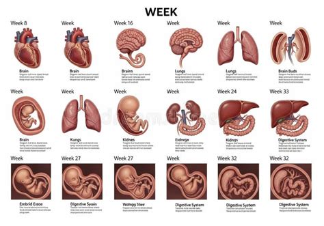 Fetal development week 21 - Sensory Organs